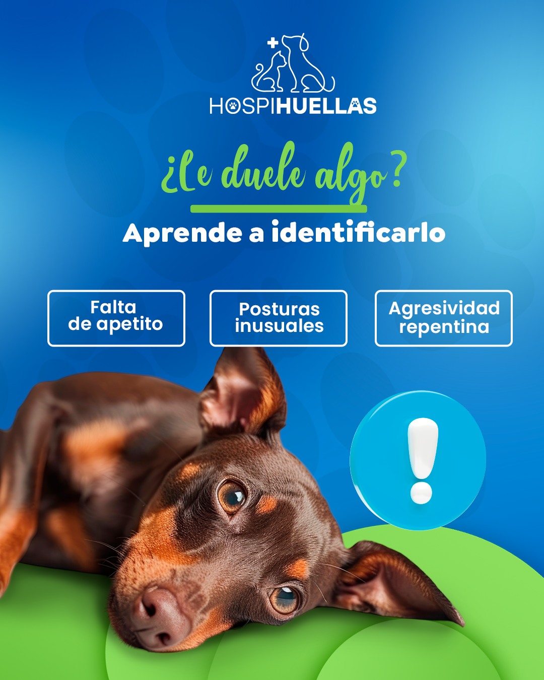 Señales de estrés en gatos